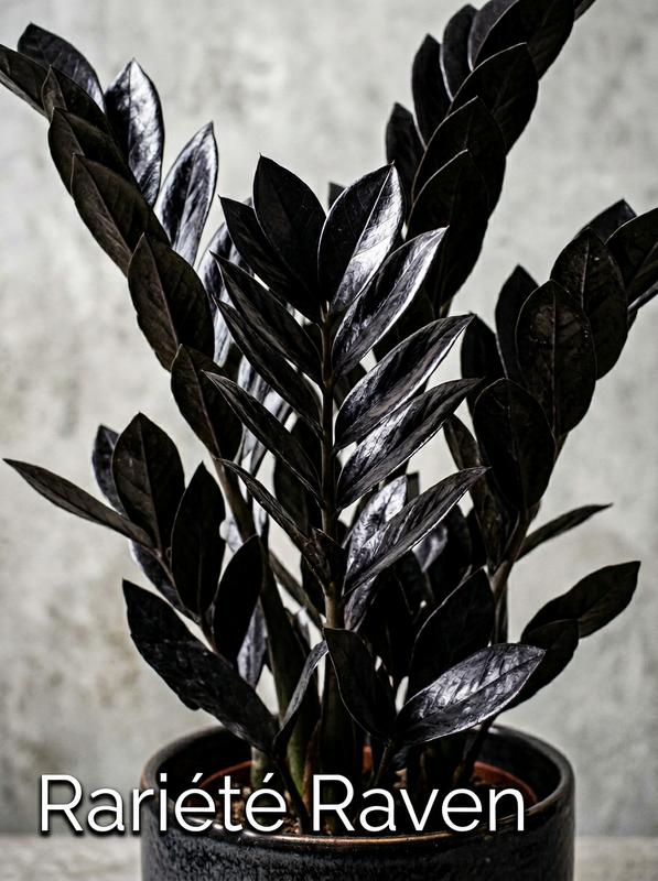 Gros plan sur le feuillage noir et brillant d'un Zamioculcas Raven mis en valeur par un éclairage studio contrastant avec un fond gris.