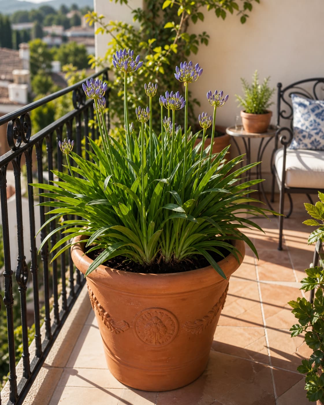 Une grande agapanthe avec de hauts feuillages verts et des boutons floraux bleu-violette pousse dans un grand pot en terre cuite sur un balcon ensoleillé aux balustrades en fer forgé.