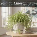 Un chlorophytum comosum aux longues feuilles panachées vert et blanc retombant d'un pot en céramique moderne dans une pièce lumineuse au style minimaliste.