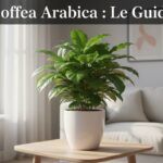 Un plant de Coffea arabica aux feuilles vert foncé brillant dans un pot en céramique blanche sur une table en bois, avec un texte superposé 'Coffea Arabica : Le Guide'.