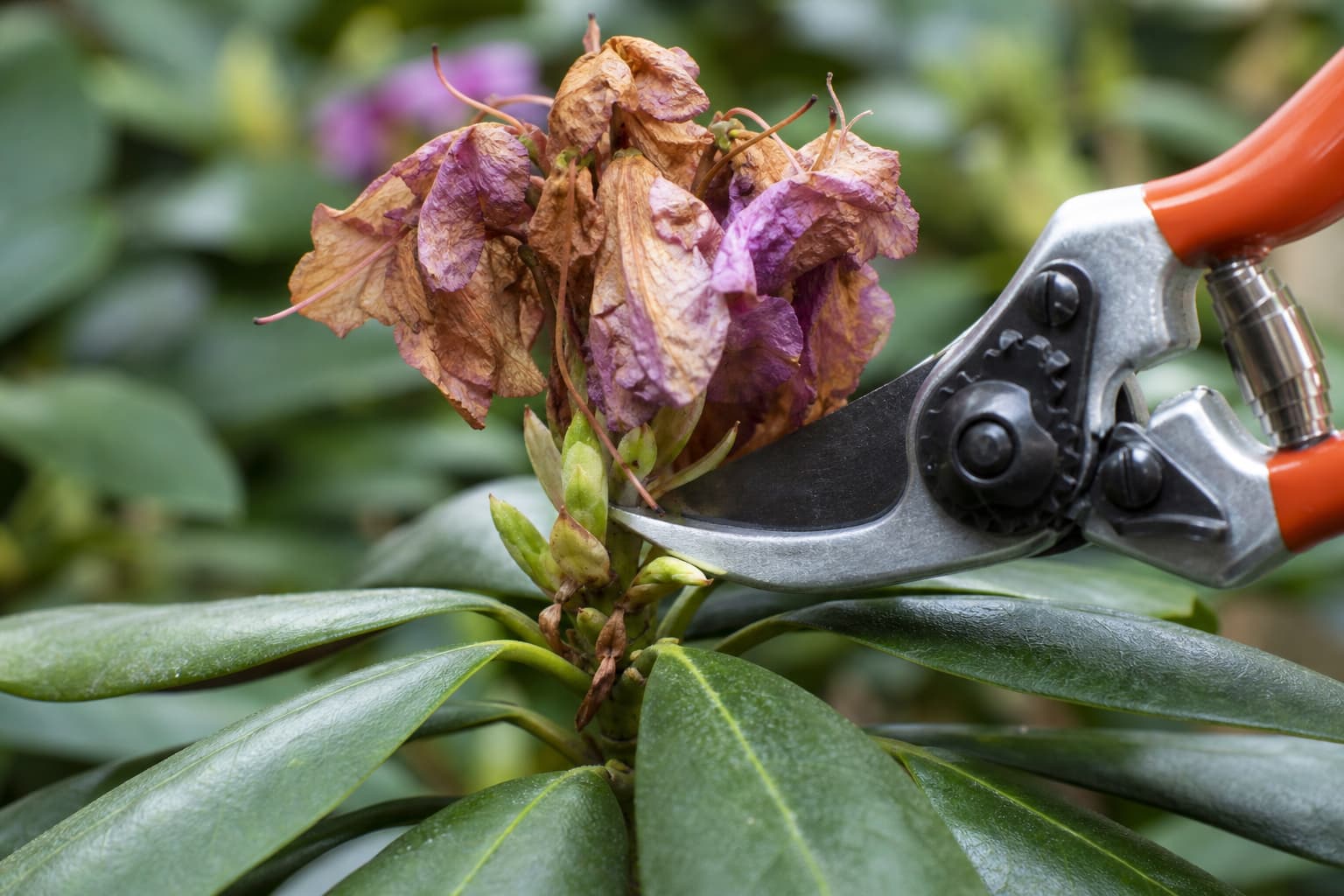 Gros plan sur un sécateur coupant une fleur fanée de rhododendron juste au-dessus des nouveaux bourgeons foliaires, avec un arrière-plan flou de feuilles vert foncé.