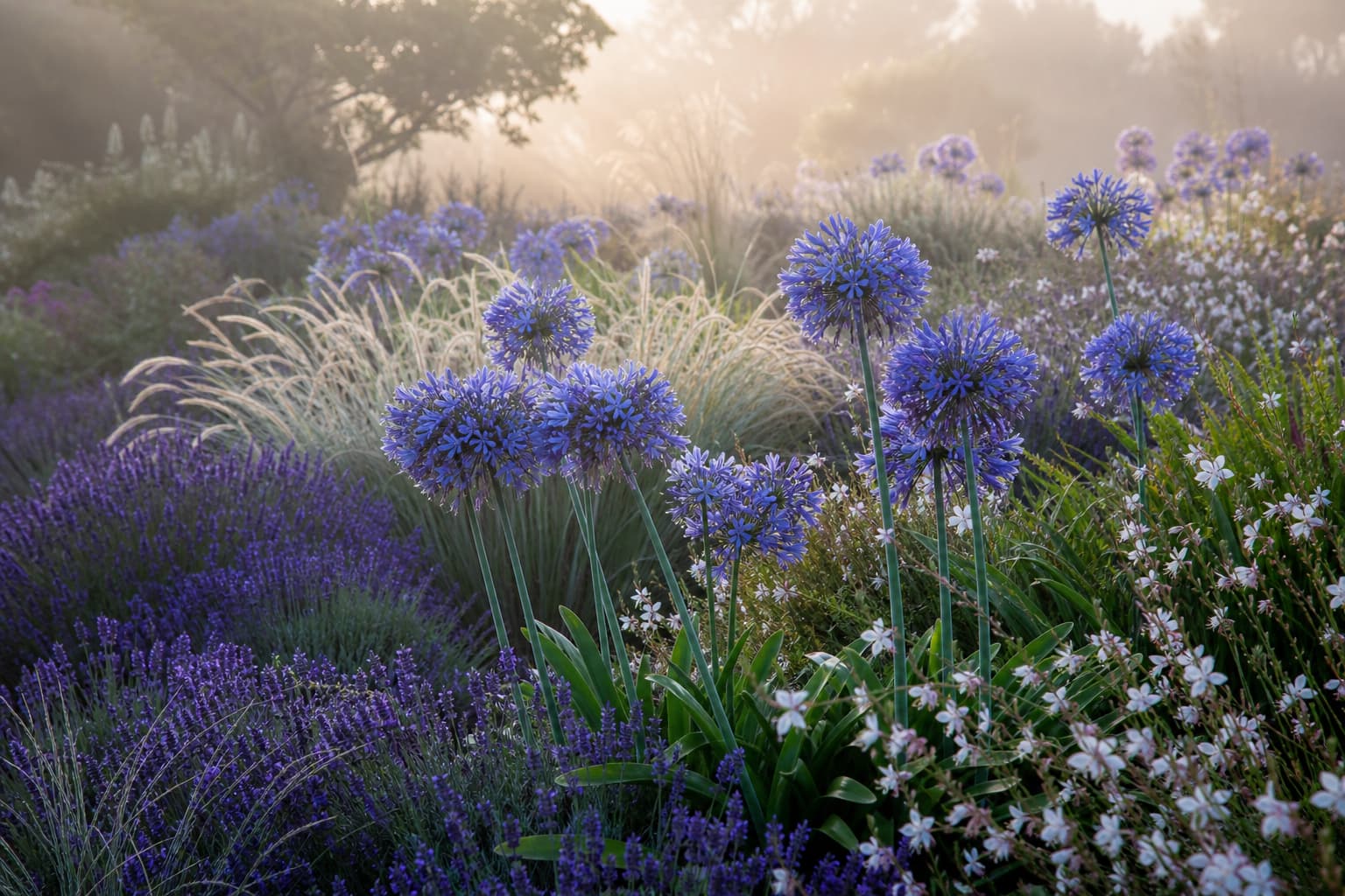 Bordure de jardin mixte avec des agapanthes en fleurs bleues sphériques, accompagnées de lavande, de graminées ornementales aériennes et de gaura blanc, baignée de lumière matinale douce.