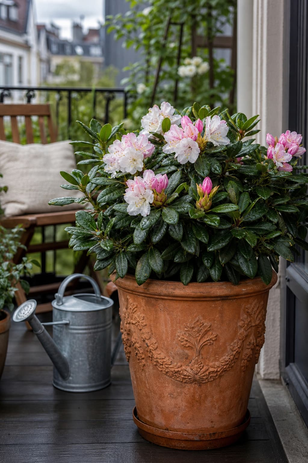 Un rhododendron nain en fleurs blanches et roses pâles dans un grand pot en terre cuite, sur un balcon ombragé avec une chaise en bois et un arrosoir en arrière-plan, sous une lumière douce.