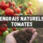 Tomates rouges mûres sur la vigne, main de jardinier tenant du compost dans un jardin ensoleillé.
