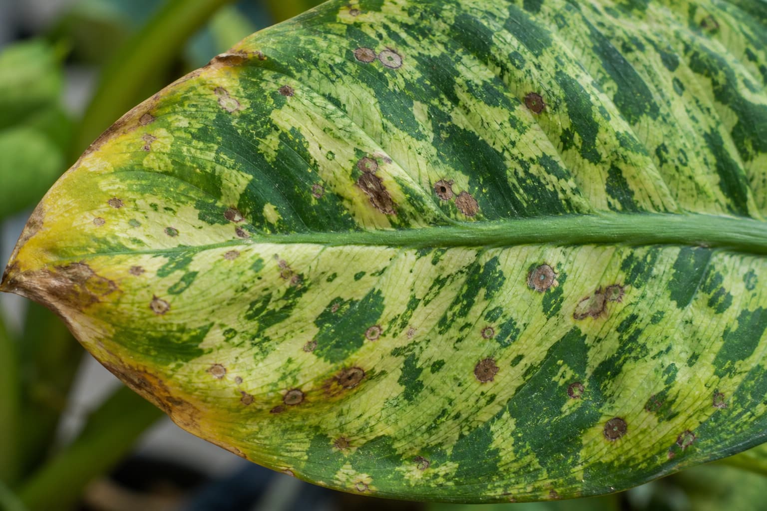 Feuille de dieffenbachia avec des bords jaunes et des taches brunes, textures détaillées, lumière douce et diffuse.