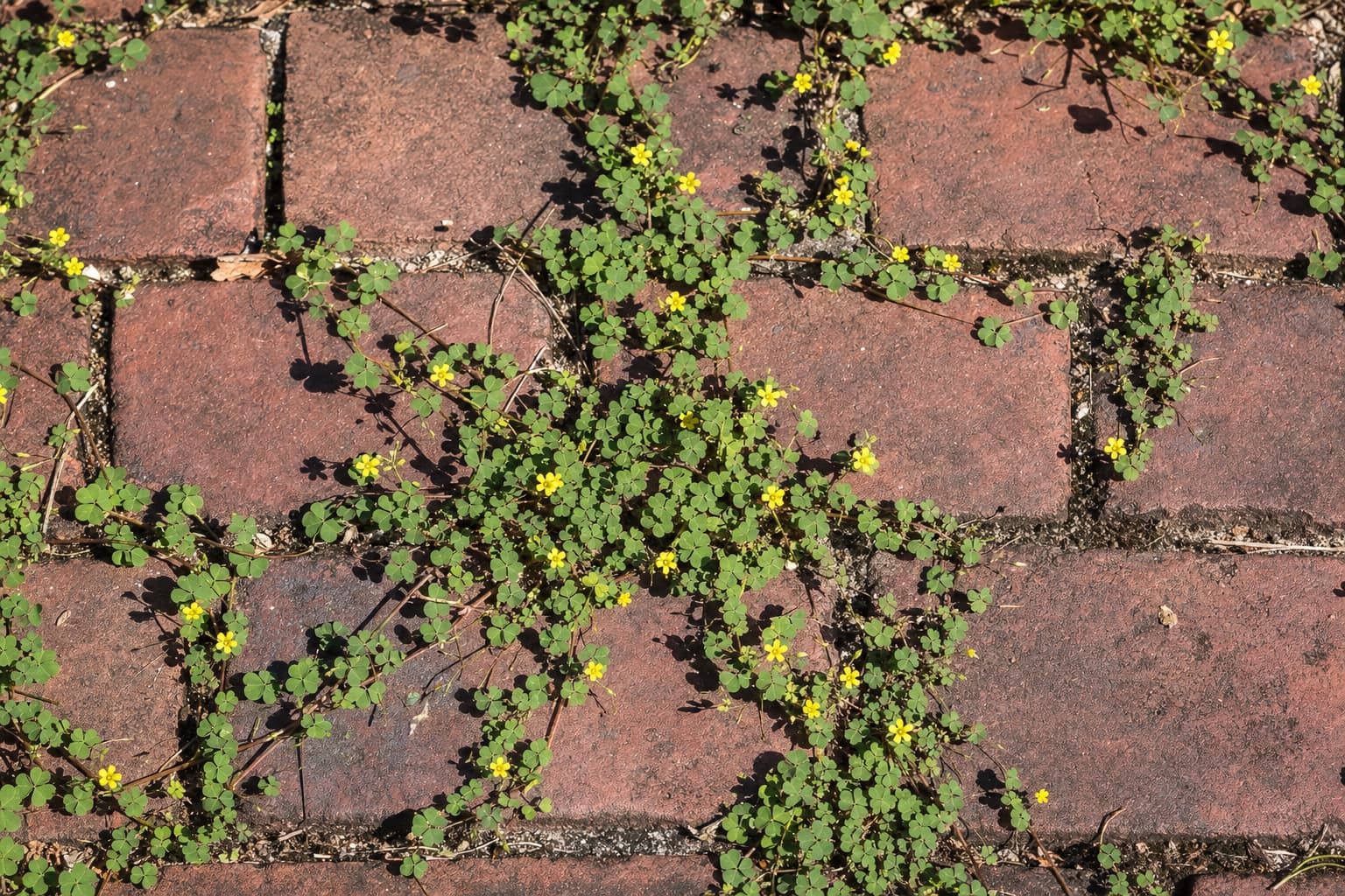 Vue zénithale d’une allée pavée de briques anciennes où l’oxalis corniculée, aux feuilles trifoliées et fleurs jaunes, colonise les interstices, sous le soleil de midi créant de petites ombres.