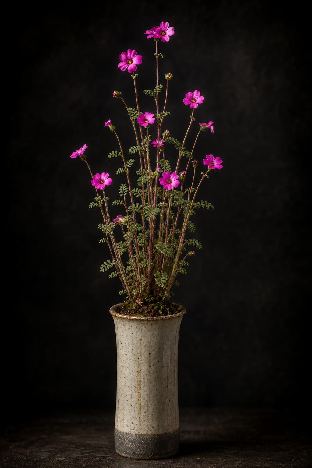 Oxalis hirta en pot étroit en céramique avec fleurs roses vives, tiges fines et petites feuilles, sur fond sombre, éclairage dramatique.