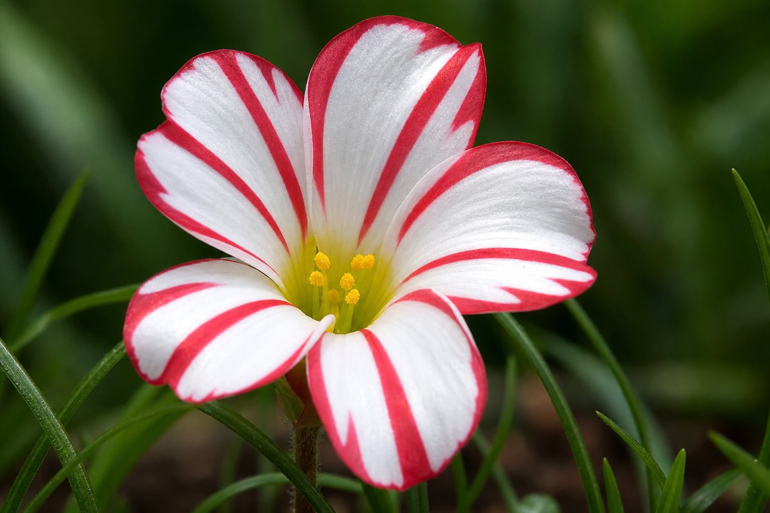 Fleur d