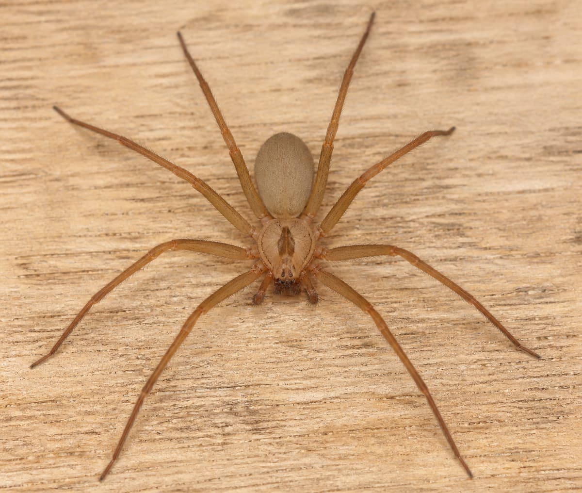 Araignée brun clair vue de dessus avec un motif sombre en forme de violon sur le céphalothorax, posée sur une surface neutre.