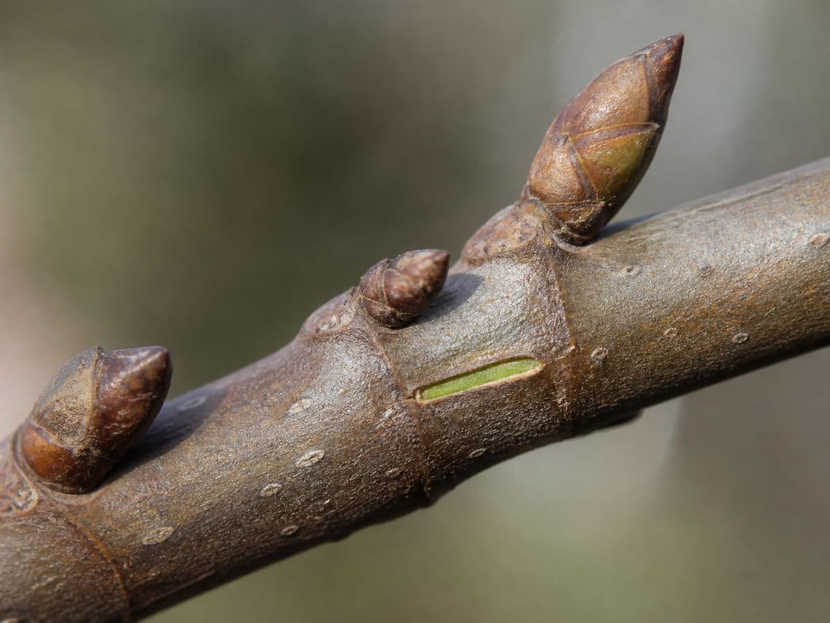 Gros plan sur un rameau de figuier sain portant des bourgeons fermés, avec une légère éraflure sur l