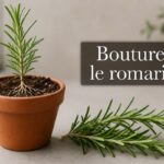 Jeune plant de romarin enraciné dans un petit pot en terre cuite, avec une bouture saine posée à côté, et le texte 'Bouturer le romarin' affiché.