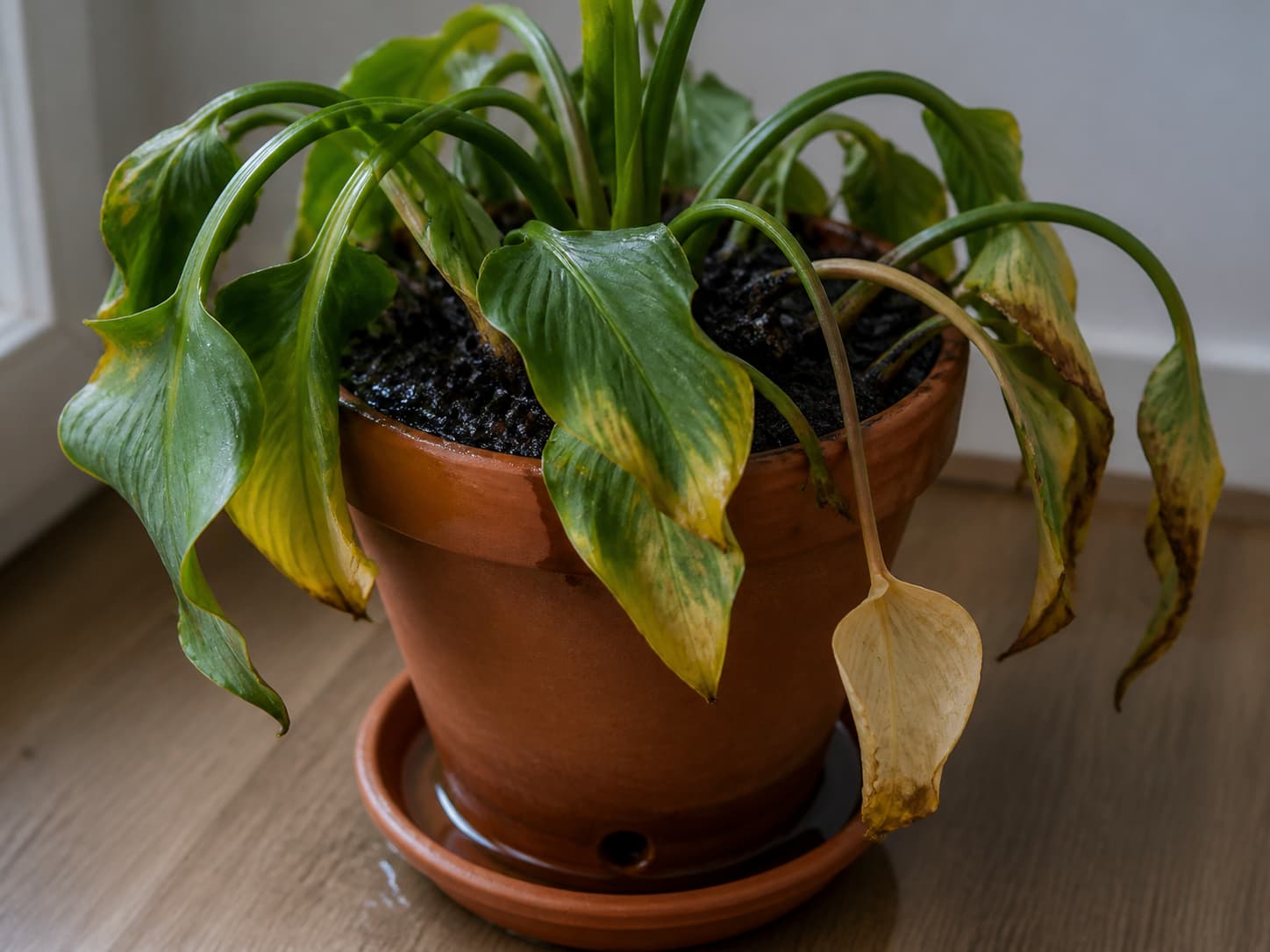 Plante de calla en pot avec des feuilles partiellement jaunies et flétries, un terreau humide en surface et un pot percé visible.