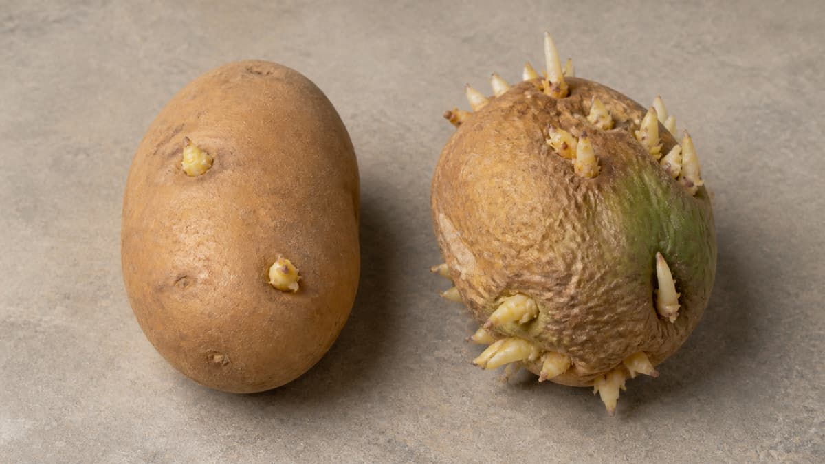 Deux pommes de terre posées côte à côte sur un plan de travail neutre : à gauche, une pomme de terre ferme avec deux petits germes ; à droite, une pomme de terre molle, ridée et verdie avec de nombreux germes longs.