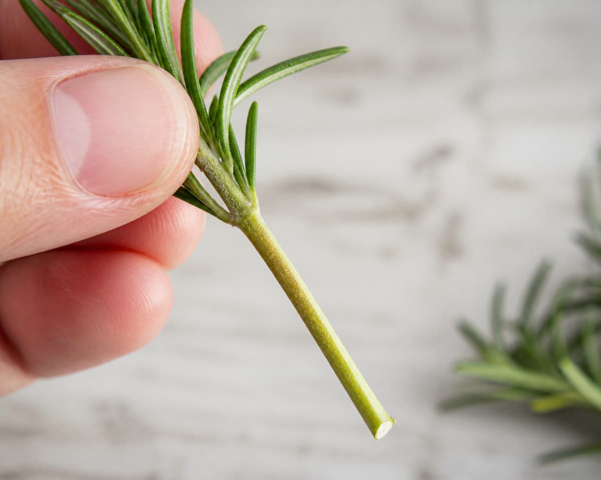 Gros plan sur une main tenant une tige de romarin fraîchement coupée, avec une coupe nette sous un nœud et la partie inférieure dégarnie, tandis que des feuilles vertes restent au sommet.