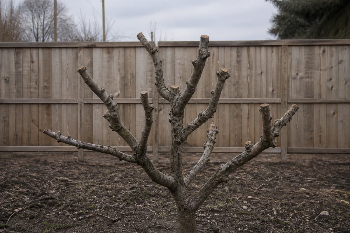 Figuier aux extrémités de branches uniformément coupées, présentant une silhouette déséquilibrée, de nombreuses plaies de taille et aucun jeune rameau ni fruit.