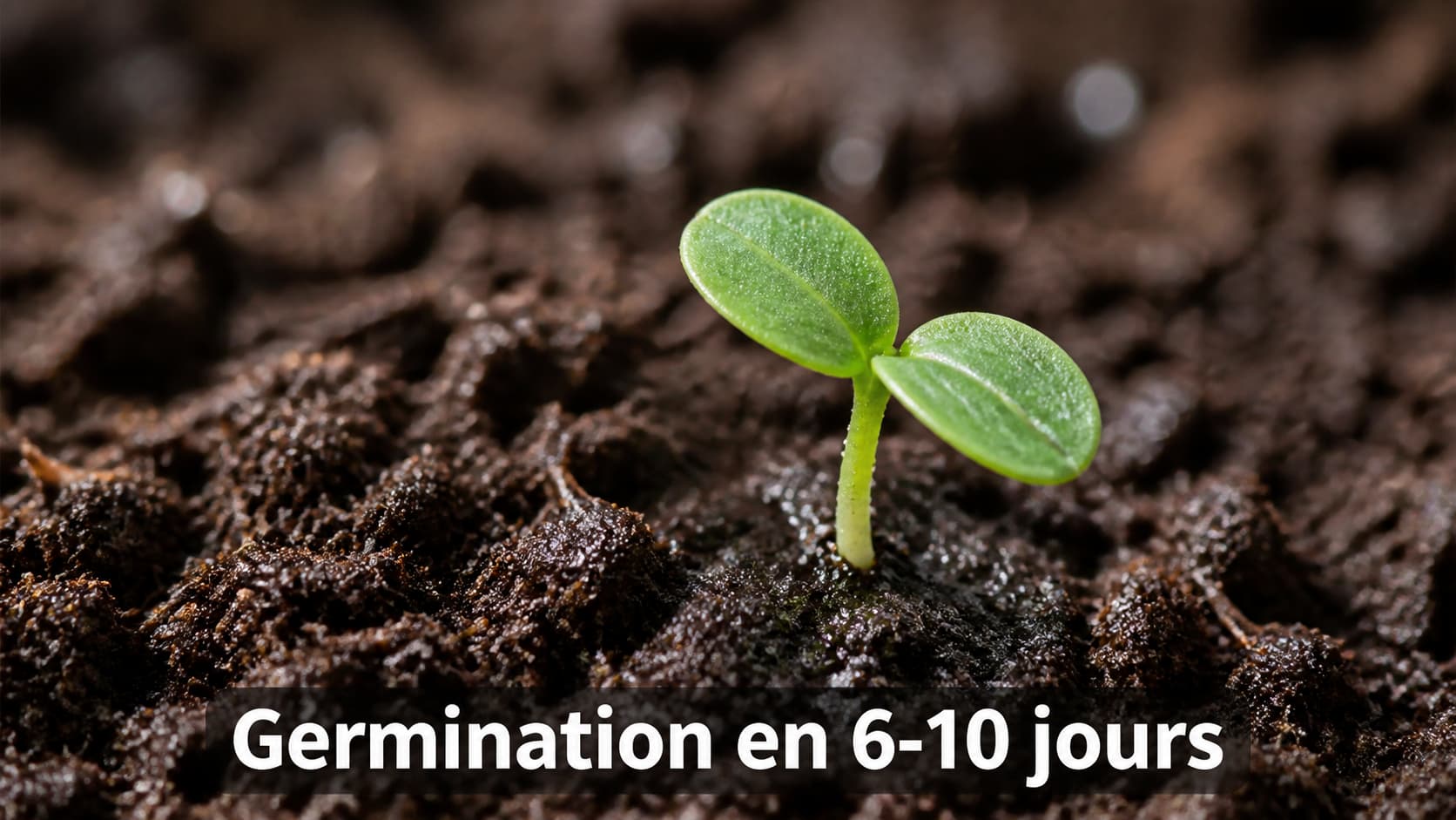Jeune pousse de haricot vert émergeant d’un sol humide et meuble, avec le texte « Germination en 6-10 jours » affiché en surimpression.
