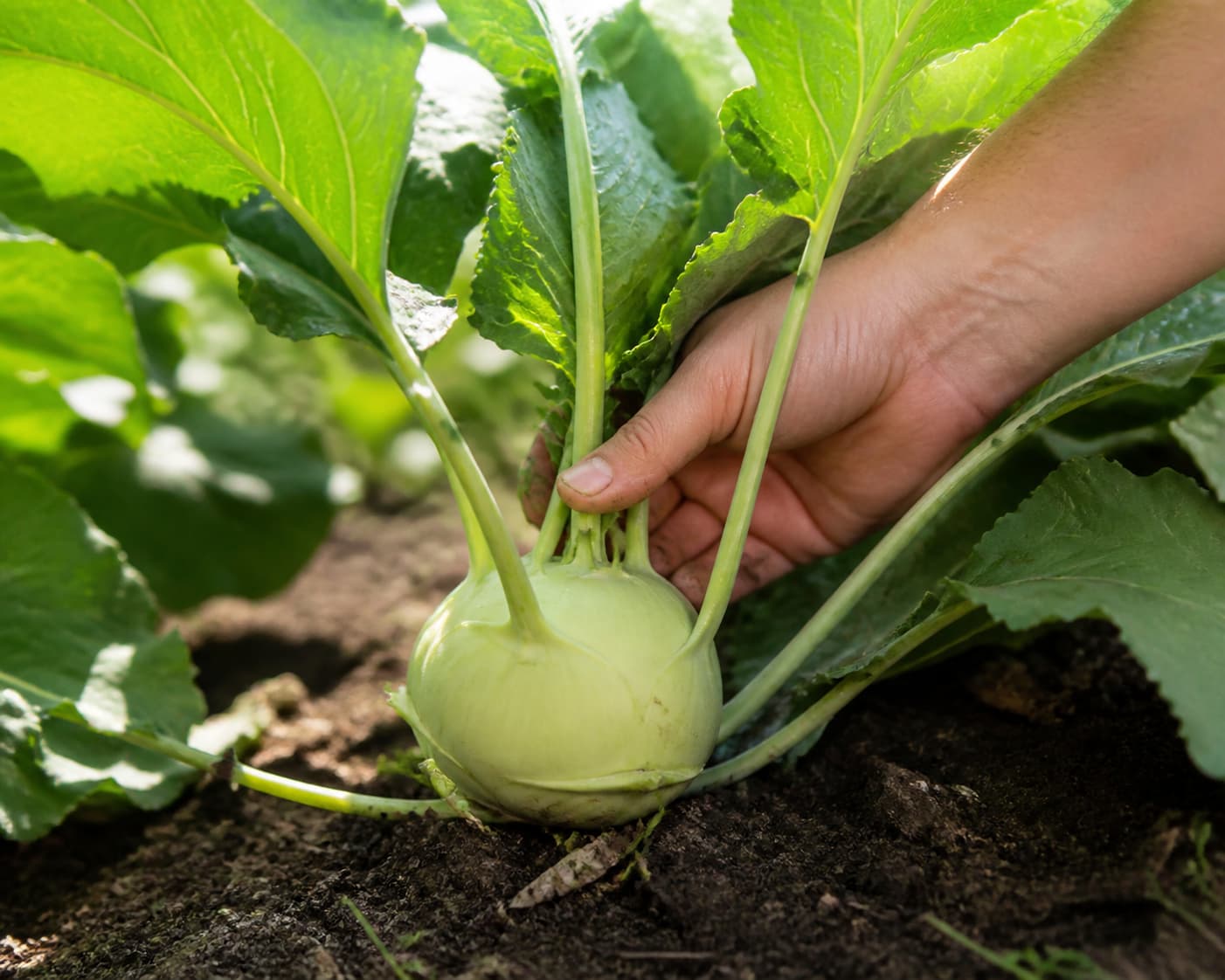 Un plant de chou-rave en terre avec sa boule ronde verte et ses feuilles, une main prête à le récolter dans un potager ensoleillé.