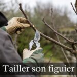 Un jardinier taille une branche de figuier dormant avec un sécateur, le figuier montrant des bourgeons fermés et aucune feuille, avec le texte 'Tailler son figuier' affiché en surimpression.