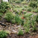 Vue d’un jardin de pluie en dépression planté de végétation adaptée, recevant l’eau d’une descente de gouttière qui s’infiltre naturellement dans le sol.