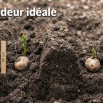 Coupe de sol de jardin montrant un plant de pomme de terre placé dans un sillon de 10 cm, germe vers le haut, terre meuble, espacement entre plants et texte 'Profondeur idéale' affiché.