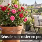 Rosier buisson compact en pleine floraison dans un grand pot en terre cuite posé sur un balcon ensoleillé, avec le texte « Réussir son rosier en pot ».